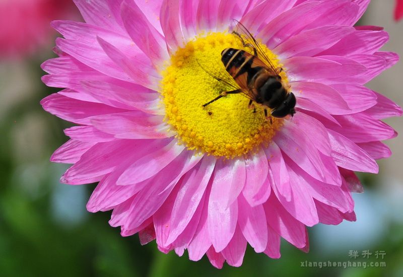 【蜜蜂和花朵写一句话】
