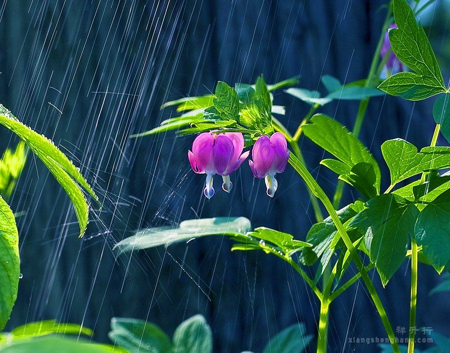 {天街小雨润如酥}.